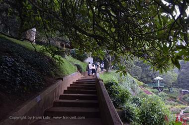 Botanical Garden, Ooty_DSC5595_H600